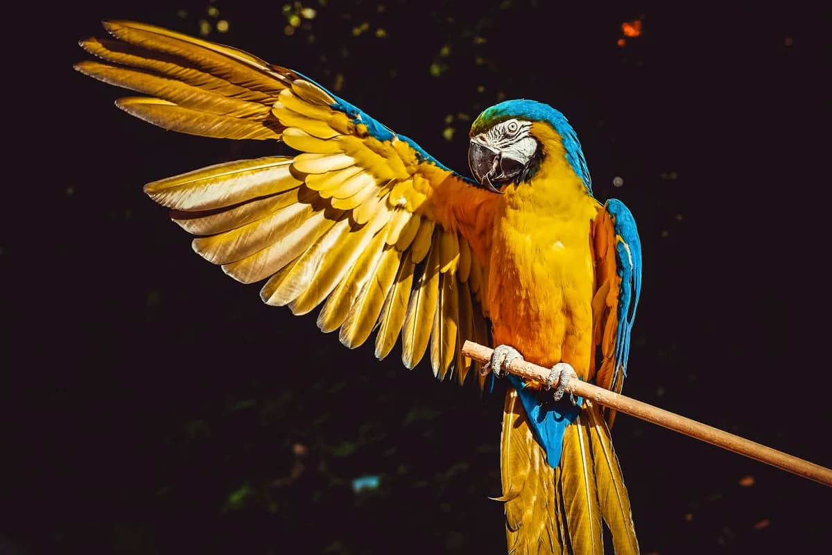 Blue-and-yellow macaw spreading its wings in the Costa Rican rainforest