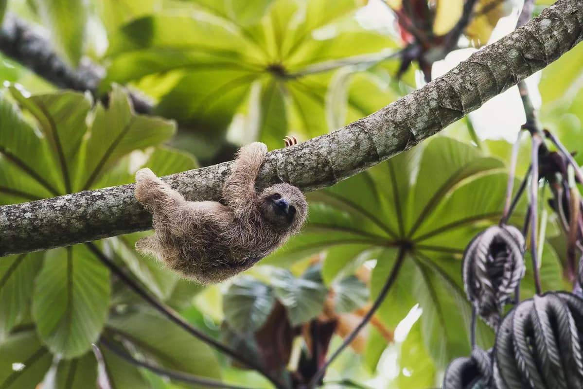 Three-toed sloth hanging from a branch in the cloud forest canopy
