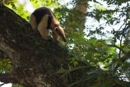 arenalhike_fauna_4