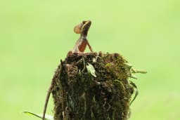 arenalhike_fauna_5