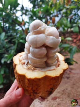 cacao-fruit