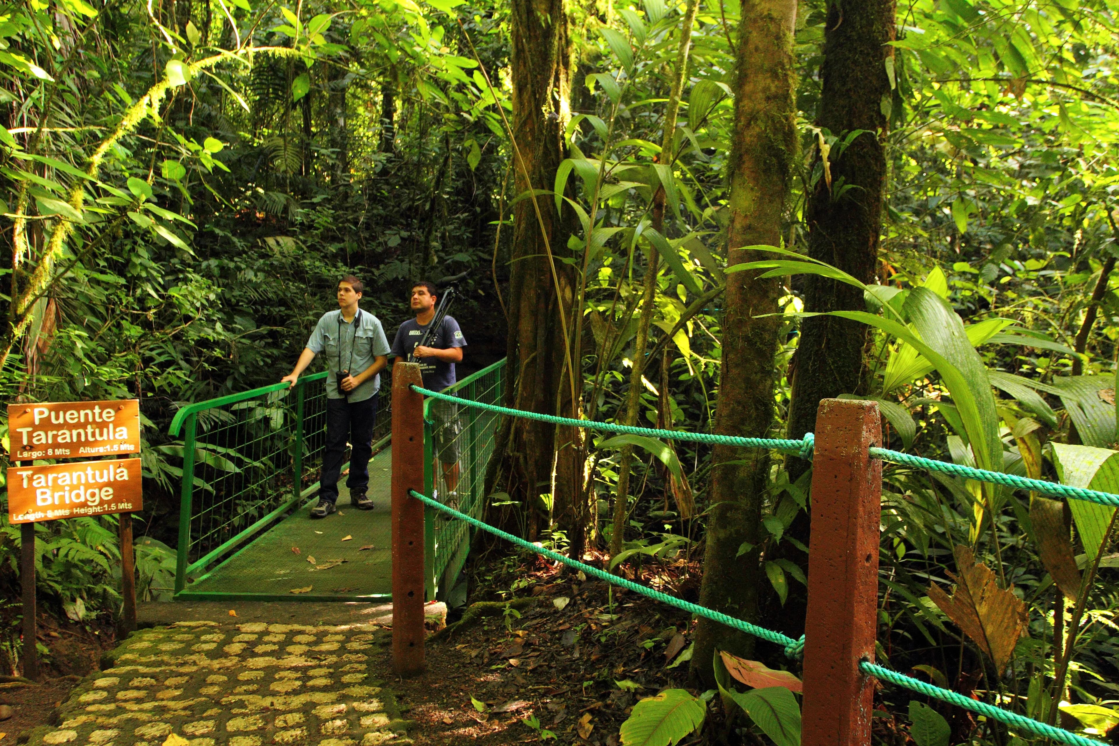 hike-bridge walk