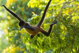 monkey-crossing-trees