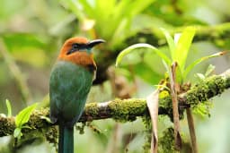 rainforest-fauna-bird