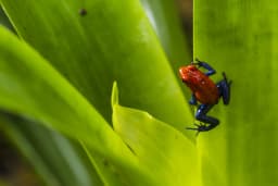 rainforest-fauna-frog