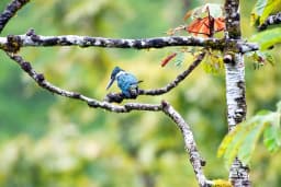 bird