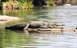 crocodile