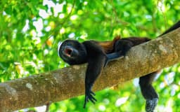 monkey