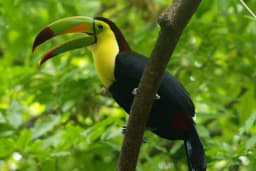 toucan