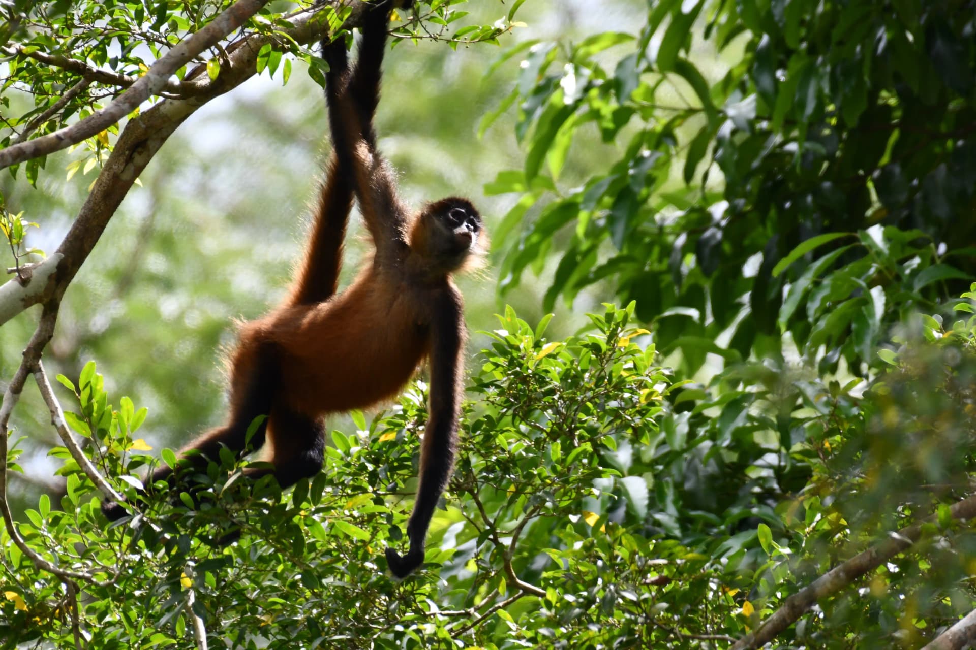 Caño Negro Wildlife Experience- Boat Tour
