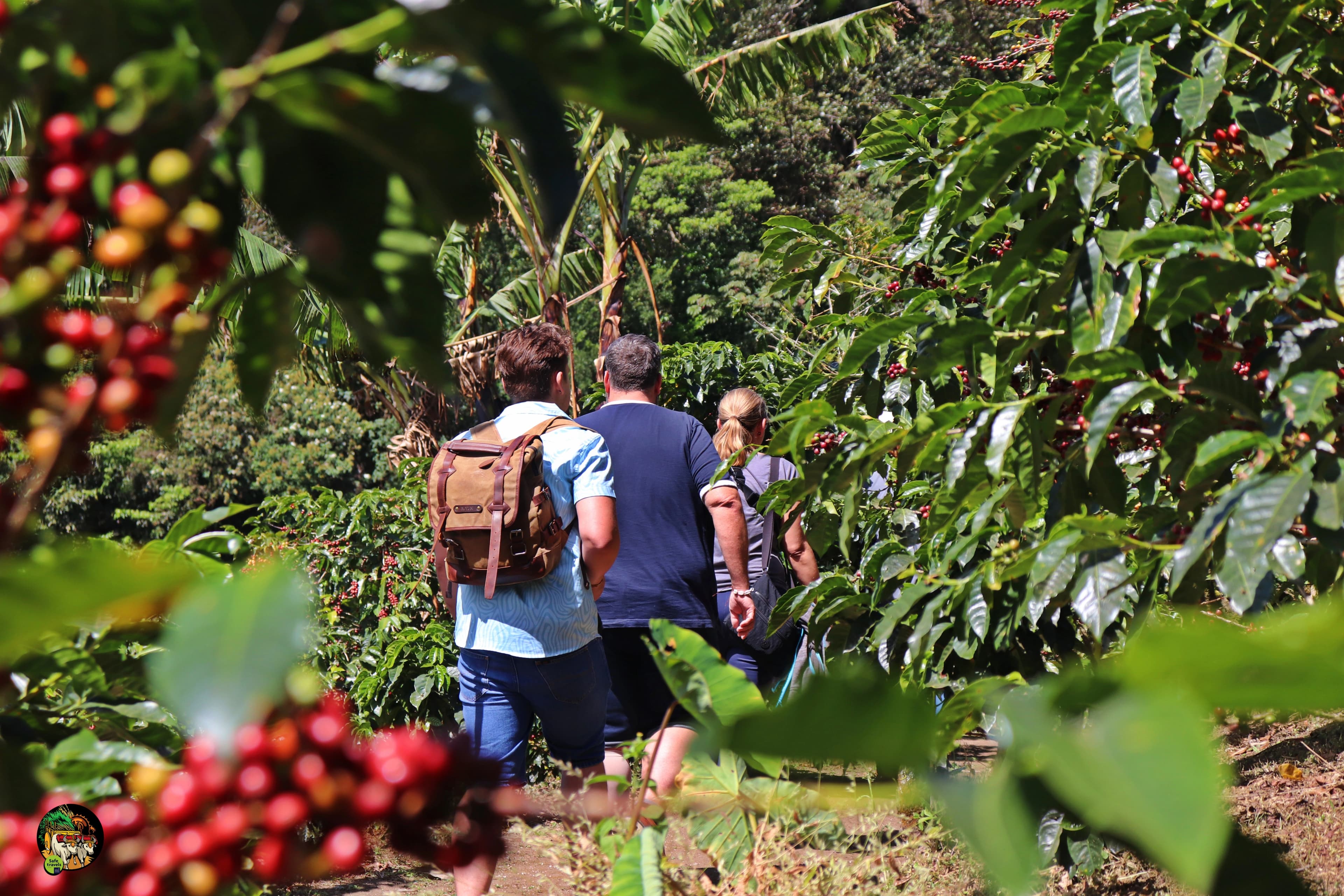 coffee-plantation