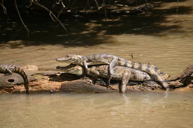 Night Wildlife-themed Tours