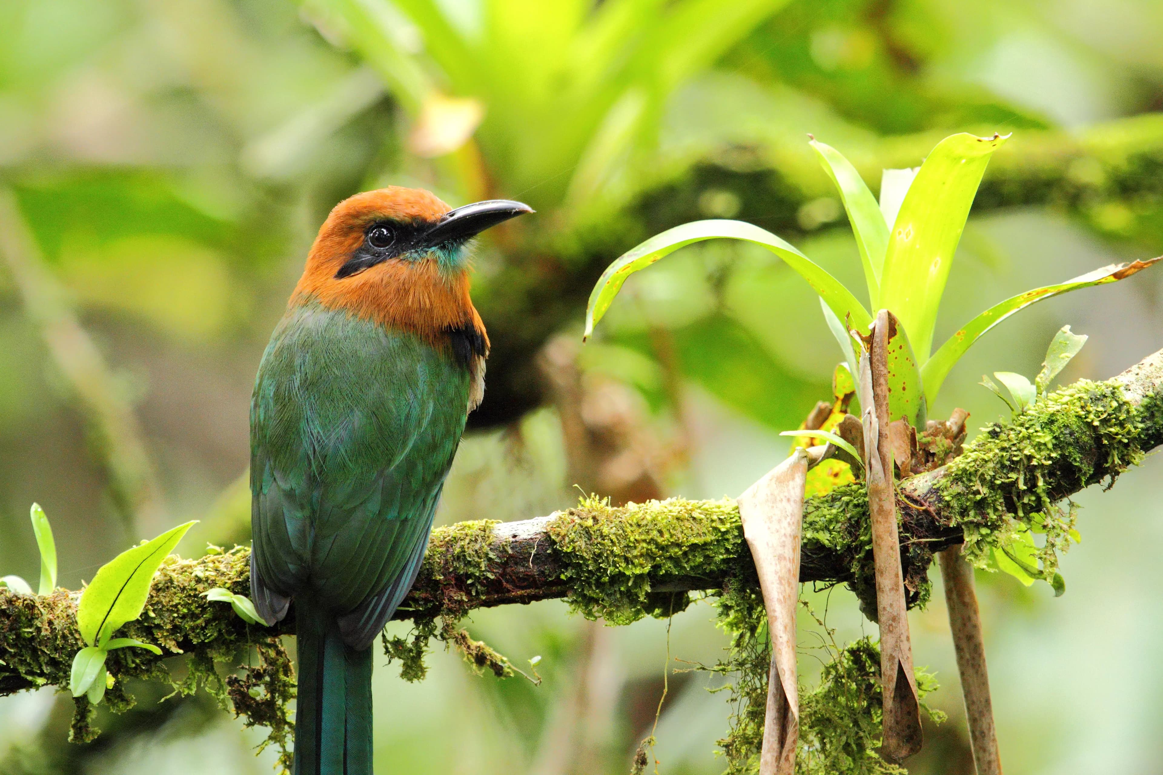 Bird perched beside the hanging bridges near Arenal