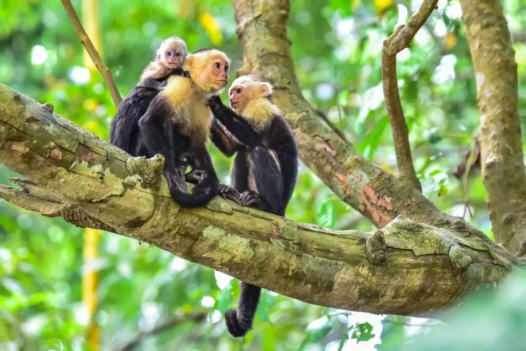 Manuel Antonio beach and rainforest, days 6-7 Capuchin monkeys in Manuel Antonio National Park