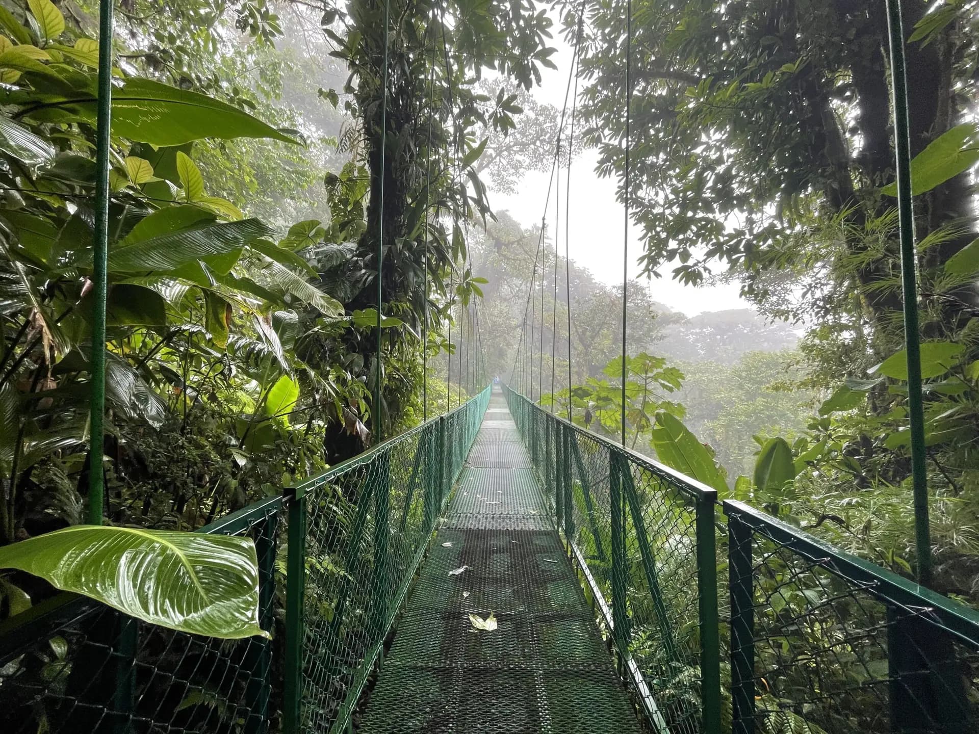 Monteverde Cloud Forest