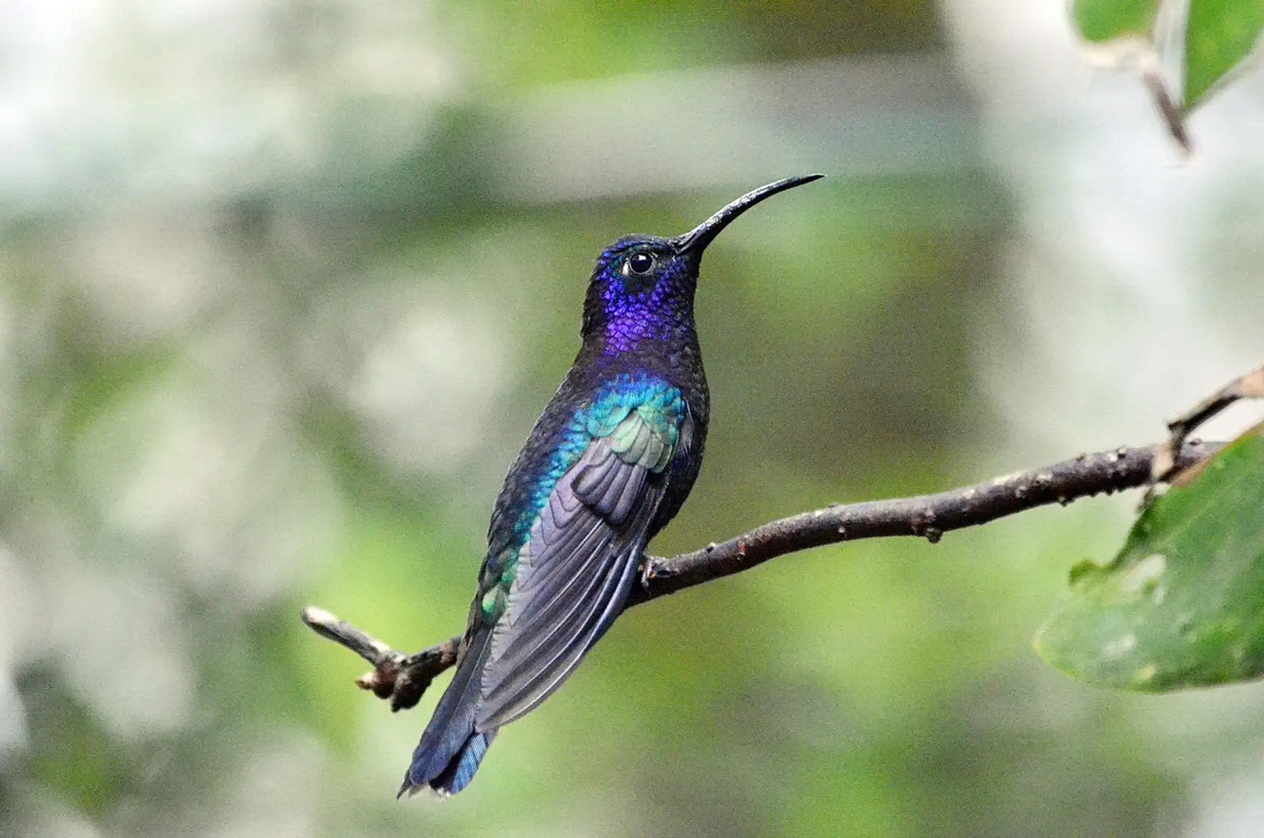 Butterfly & Hummingbird Gardens