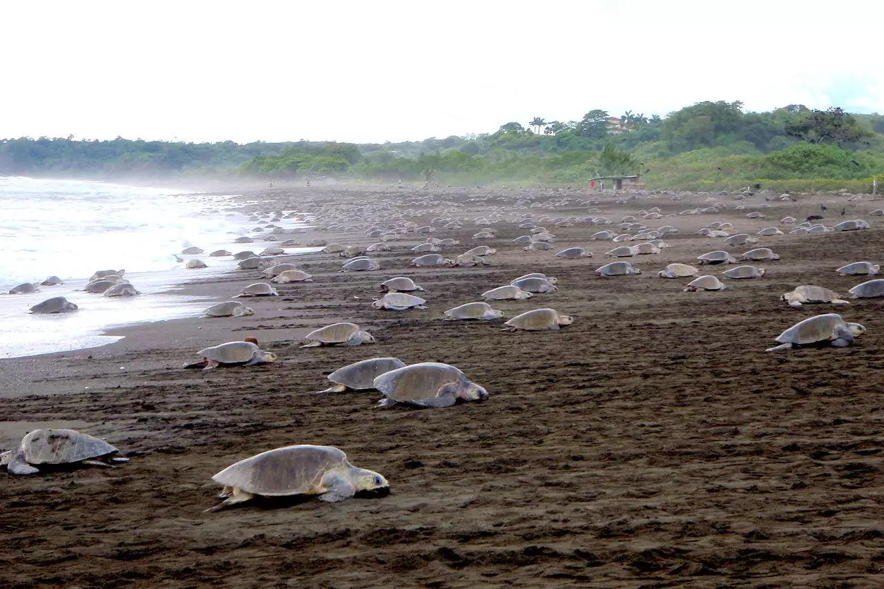 Ostional Wildlife Refuge