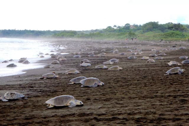 Ostional Wildlife Refuge