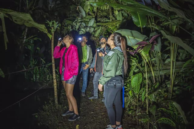 Jungle Night Walk