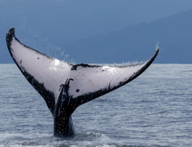 Boat Wildlife Tours in Drake Bay