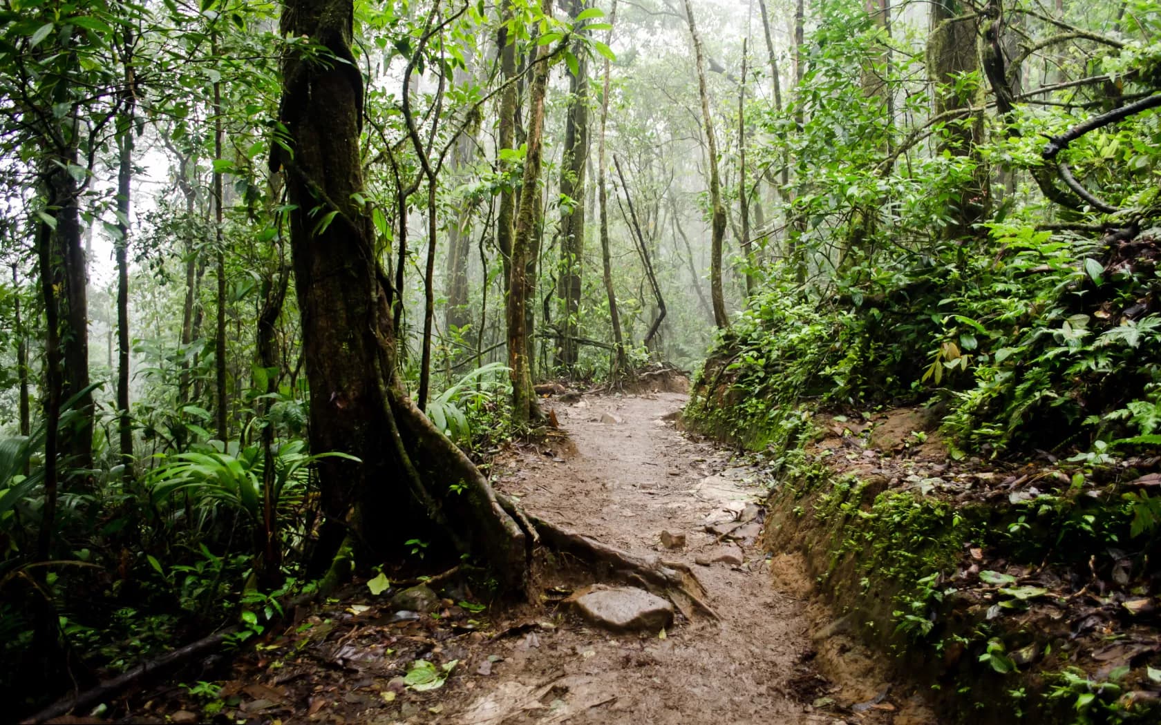 Horseback Ride Through Bijagua Trails