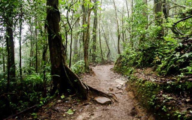 Horseback Ride Through Bijagua Trails