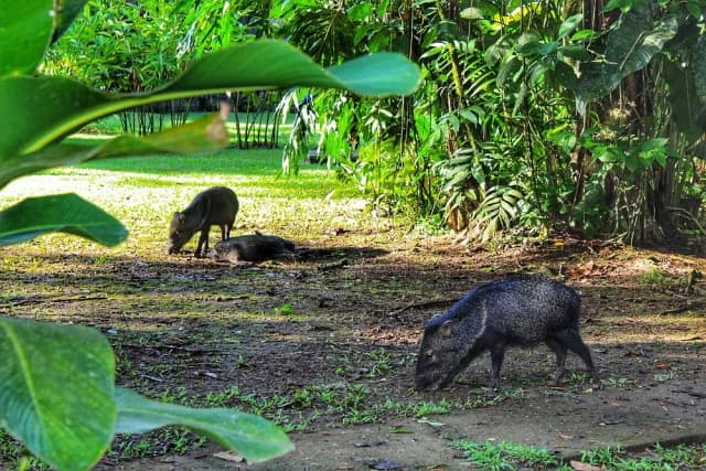 Visit La Selva Biological Station