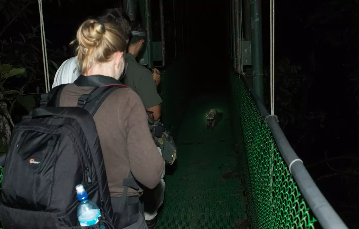 Night Wildlife Hike