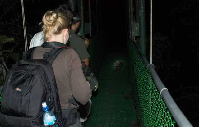 Night Wildlife Hike