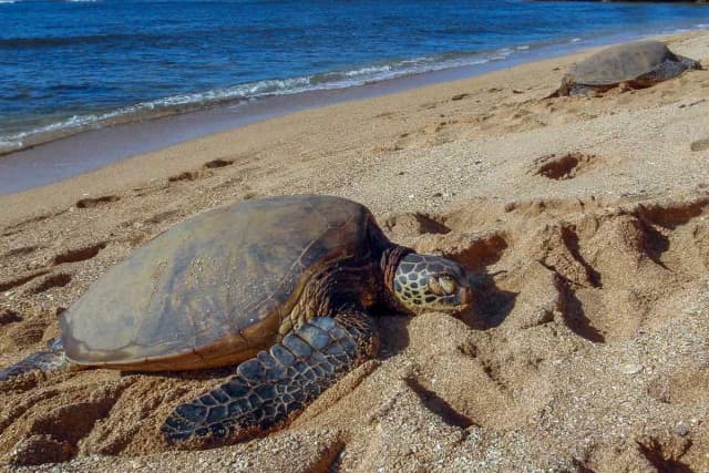 Turtle Nesting Night Tours (July–October)