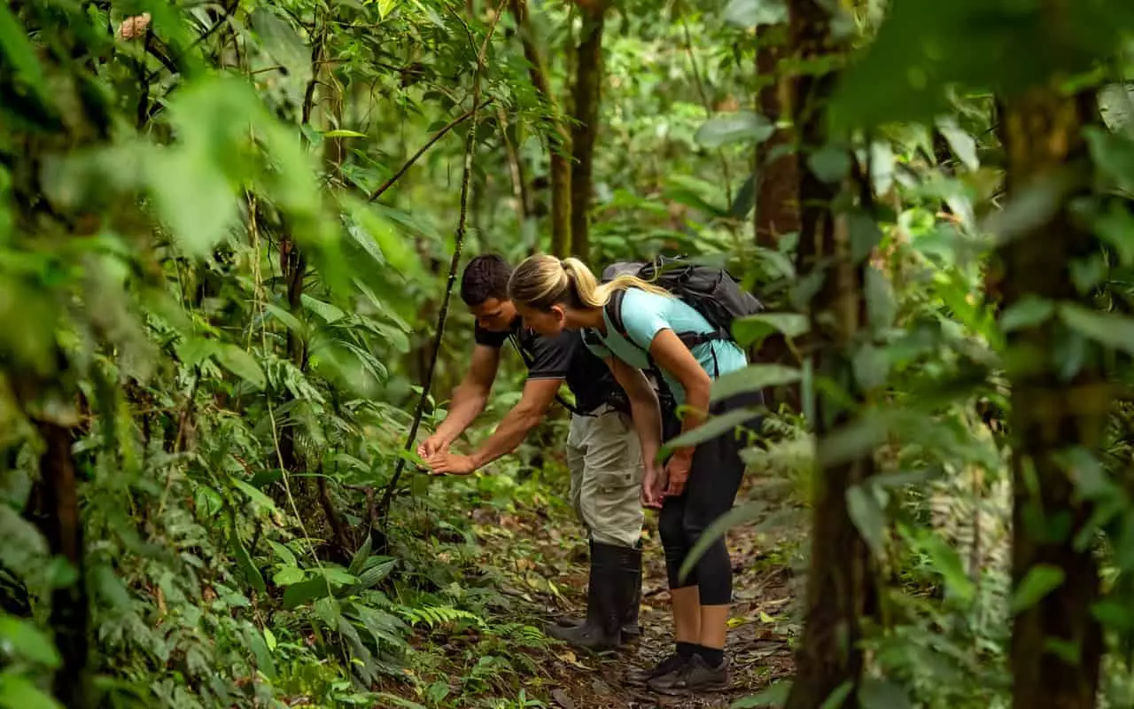 Guided Rainforest Hikes