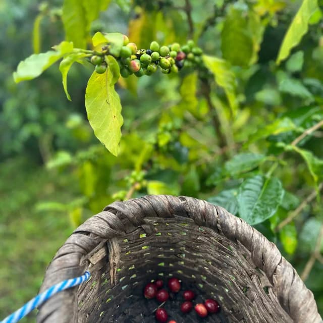 Coffee Farm Tours & Orchards