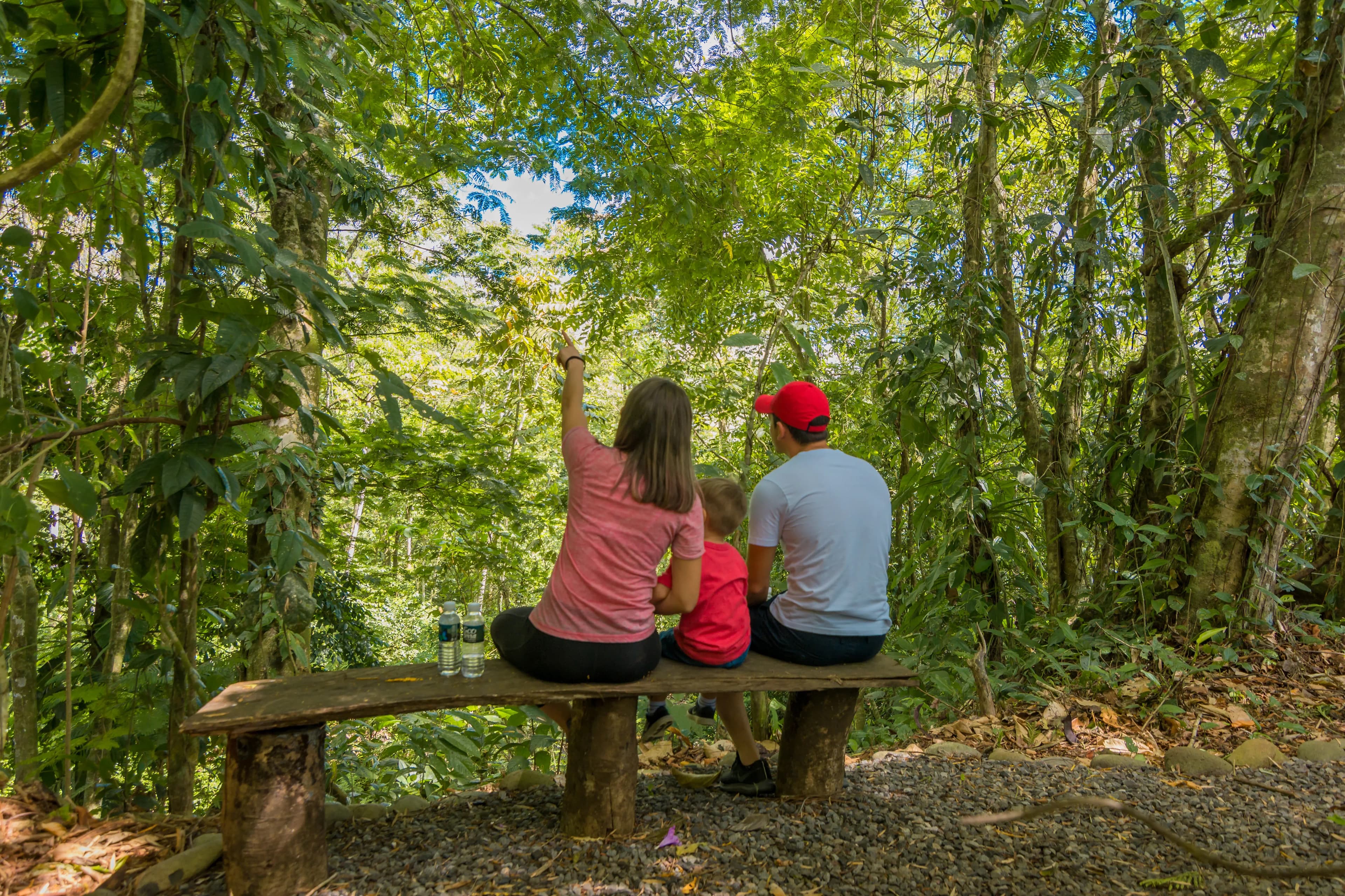 Family watching a sloth on a guided walk near La Fortuna