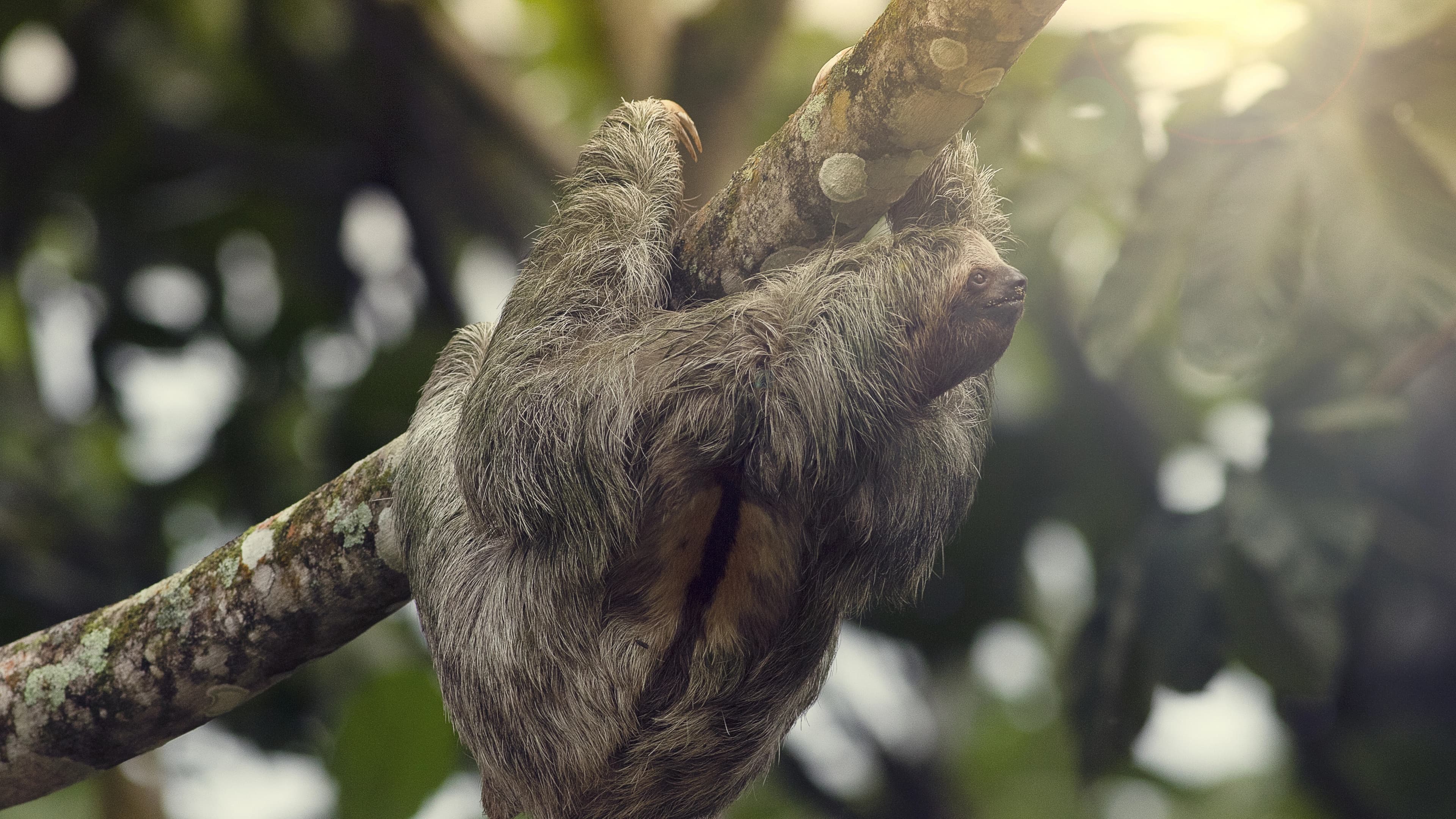 Sloths in Costa Rica: The Ultimate Guide to Find Them in the Wild